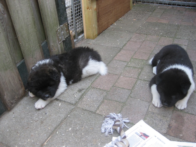 Puppies